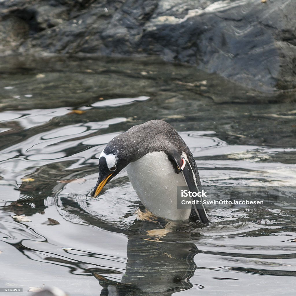 Penguin taking a bath "The picture was taken in the aquarium in Bergen, a very popular tourist targets be visited a visit Bergen, Norway" Animal Stock Photo