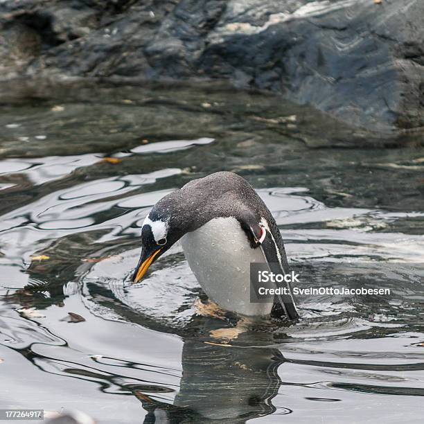 Penguin Taking A Bath Stock Photo - Download Image Now - Animal, Animals In The Wild, Beak