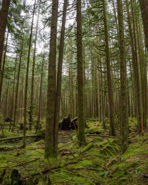 istock Tall towering lush trees covered in moss in an old growth forest along the Spirea Nature Trail in Golden Ears Provincial Park 1772649234