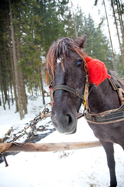 istock Horse head in snowy forest 177265061
