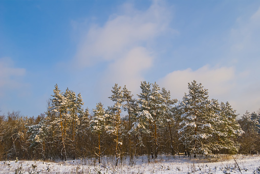 fir tree forest glade covered by snow