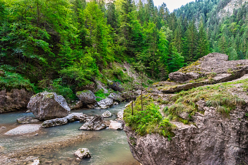 Bicaz river carving the jurassic limestones of the carphatian mountains surrounded by a green forrest