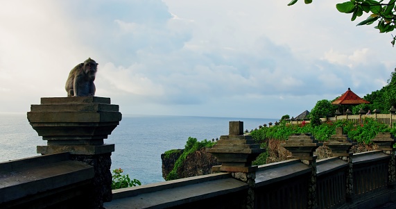 Ocean view with one monkey at Uluwatu Temple Pura Luhur on Bali island Indonesia. Ancient religious monument. Famous tourist attraction. Landscape and animal in natural habitat.