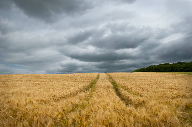 istock Stormy Sky Over Barley Field 177265396