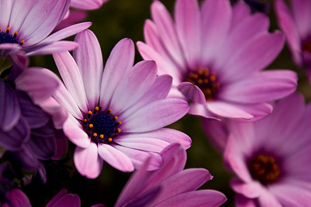 purple flower close up stock photo