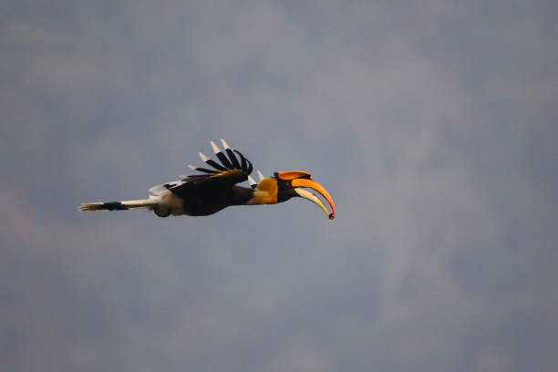 istock Hornbills fly into the forest to feed in the morning. 1772657497