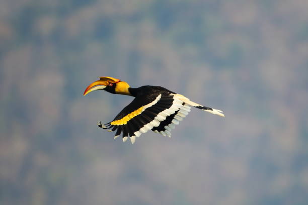 istock Hornbills fly into the forest to feed in the morning. 1772657937