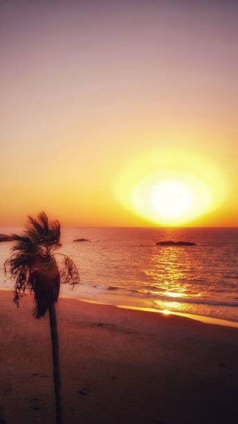 istock there is a palm tree on the beach at sunset, with the sun in the 1772658707