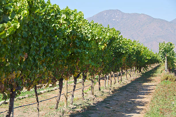 istock Organic Vineyard in Casablanca Valley Chile 177266020