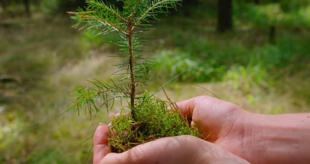 istock Pine tree planting Earth Day. Small spruce in human hands with coniferous green forest background. Seedling concept. Save the Planet. 1772663393
