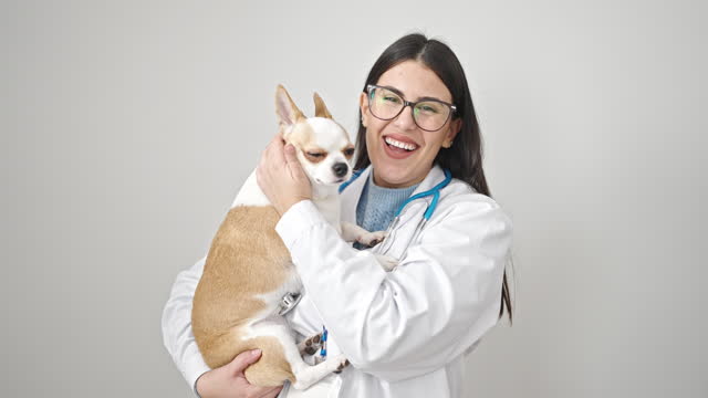 Young hispanic woman with chihuahua dog veterinarian smiling holding dog over isolated white background
