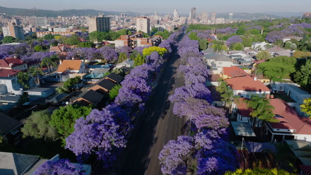 Aerial. Flying over beautiful flowering Jakaranda trees towards Pretoria central business disrict, South Africa