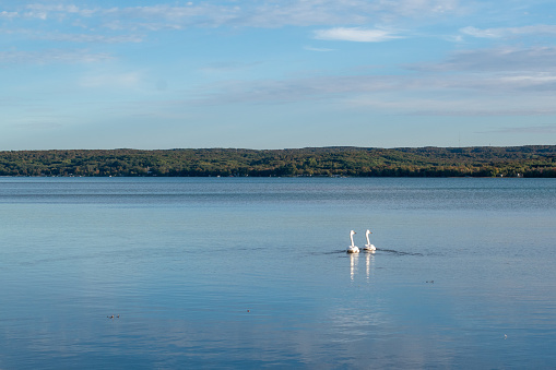 Trumpeter swans on Glen Lake in Leelanau County