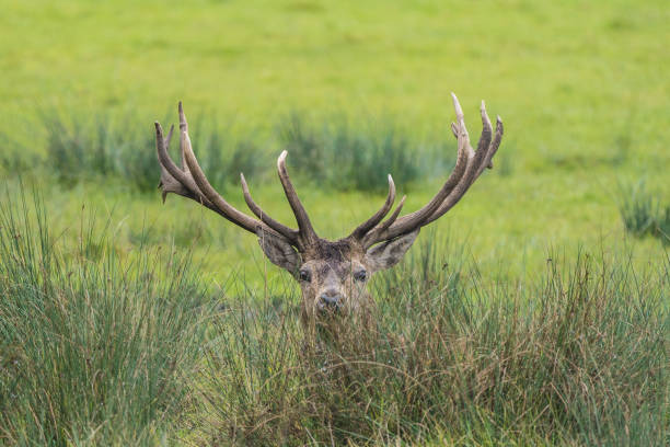 istock Big red deer with antlers 1772668412