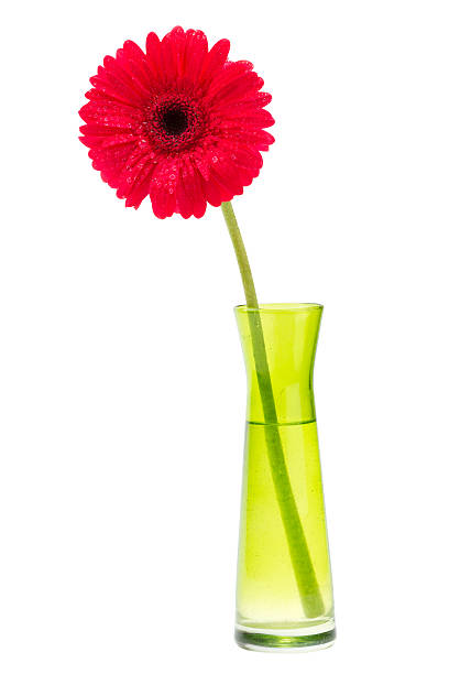 istock one gerbera daisy in green vase 177266915