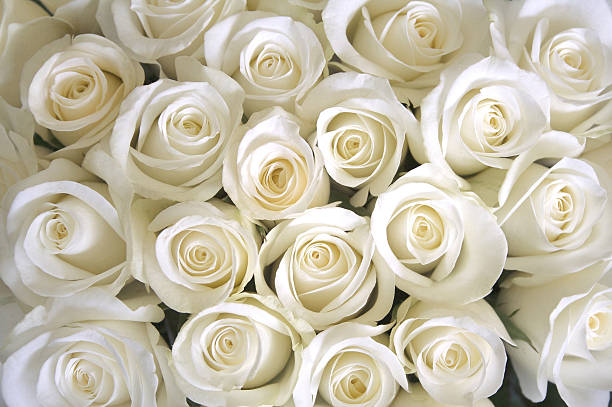 rosas em um fundo branco - white rose flower imagens e fotografias de stock