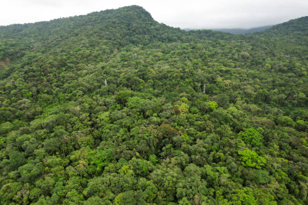 istock Atlantic Forest with power transmission line towers in the middle. 1772670100