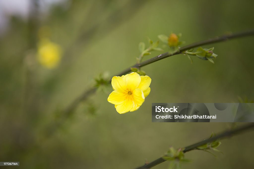Selektywna głębia ostrości pojedynczej żółty kwiat. - Zbiór zdjęć royalty-free (Bez ludzi)