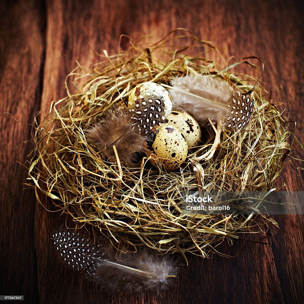 Quail Eggs in a Nest " - Lizenzfrei Dekoration Stock-Foto