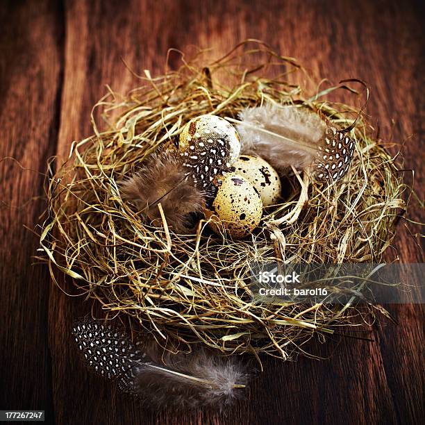 Quail Eggs In A Nest Stockfoto und mehr Bilder von Dekoration - Dekoration, Dunkel, Einfachheit