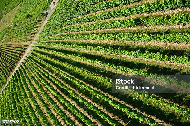 Sfondo Verde Vigneto - Fotografie stock e altre immagini di Agricoltura - Agricoltura, Albero, Ambientazione esterna