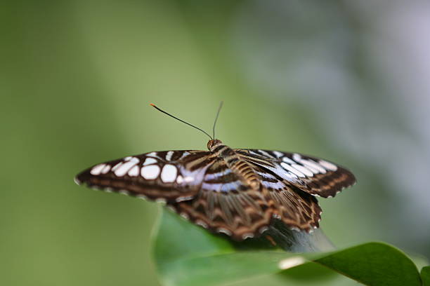 Clipper Butterfly (Parthenos Sylvia) stock photo
