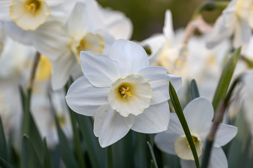 Close-up of white narcissus flowers (Narcissus poeticus) in spring garden