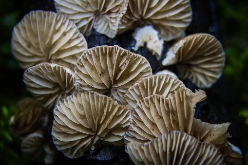 This summer and autumn species is considerd to be inedible. Many authorities give this genus family status as Crepidotaceae, while others include the genus Crepidotus within the family Inocybaceae; this should be a warning that these little fungi are not for eating, as some Inocybe species are deadly poisonous.