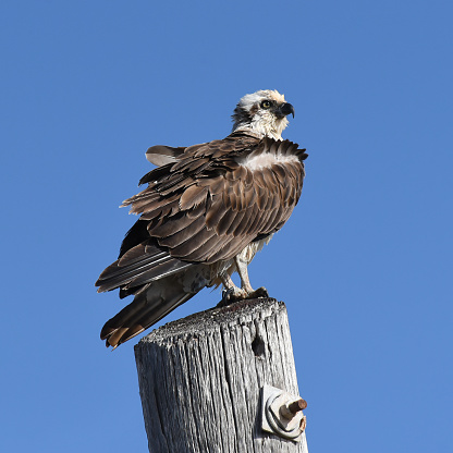 The osprey is a fish eater, with fish making up 99% of its diet. The species rarely scavenges dead or dying fish. Ospreys have a vision that is well adapted to detecting underwater objects from the air. Prey is first sighted when the osprey is 10–40 m above the water, after which the bird hovers momentarily and then plunges feet first into the water.
