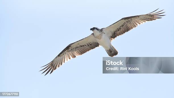 In Flight The Osprey Stock Photo - Download Image Now