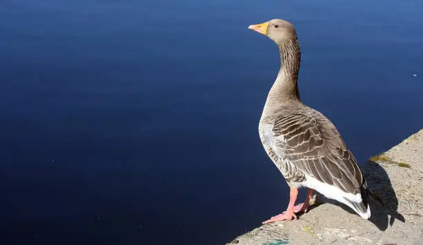 Duck at side of Canal in UK