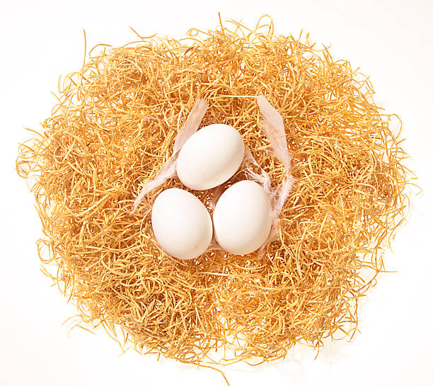 fresh white eggs stock photo