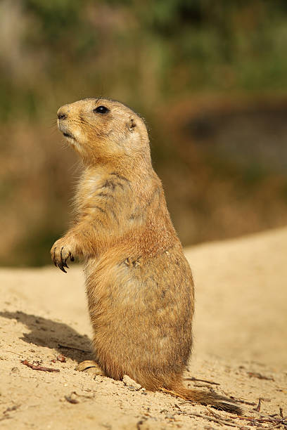 istock Prairie dog standing upright 177268025