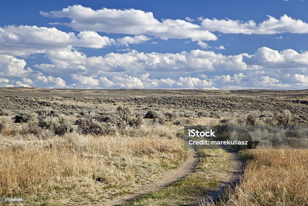 Bylica wysokiej desert w Wyoming - Zbiór zdjęć royalty-free (Bez ludzi)