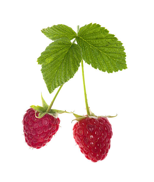 istock two raspberries with green leaves 177268085