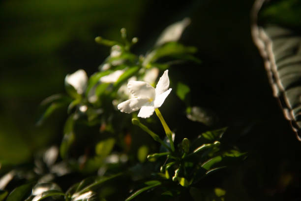 istock Close up of white flowers Beautiful, background. 1772682116