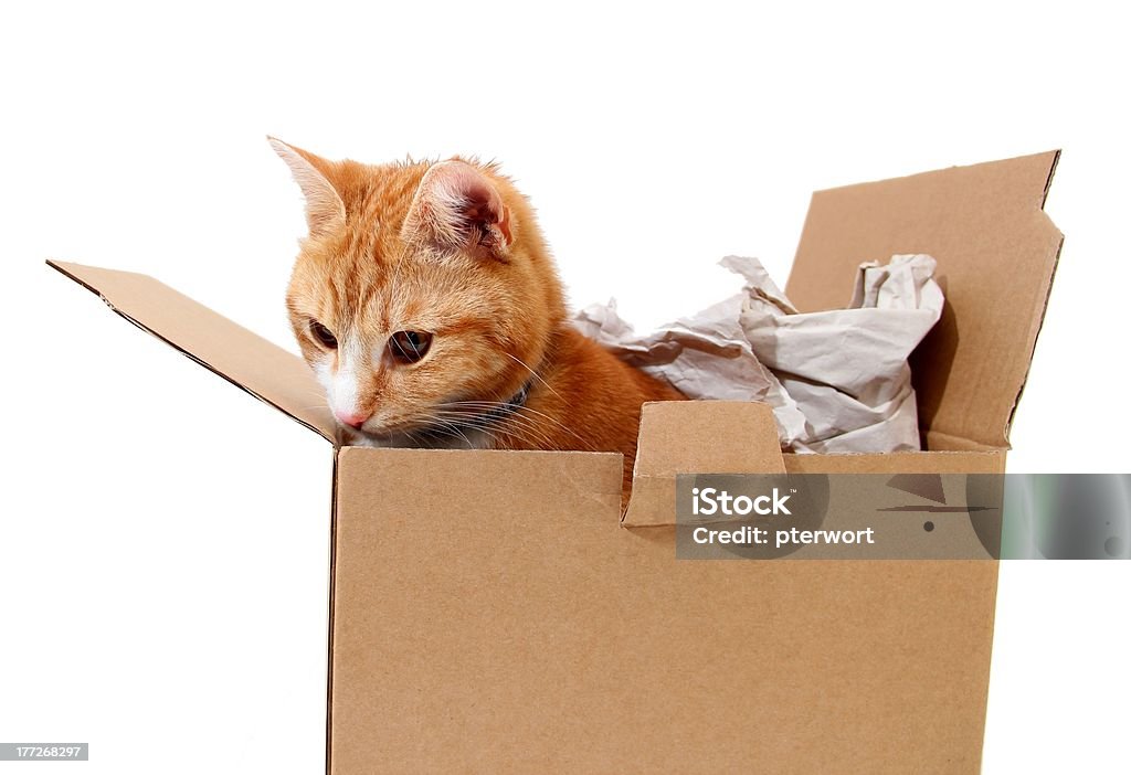 snoopy tomcat de cartón - Foto de stock de Animal libre de derechos