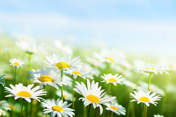 istock field of daisy flowers 177268331