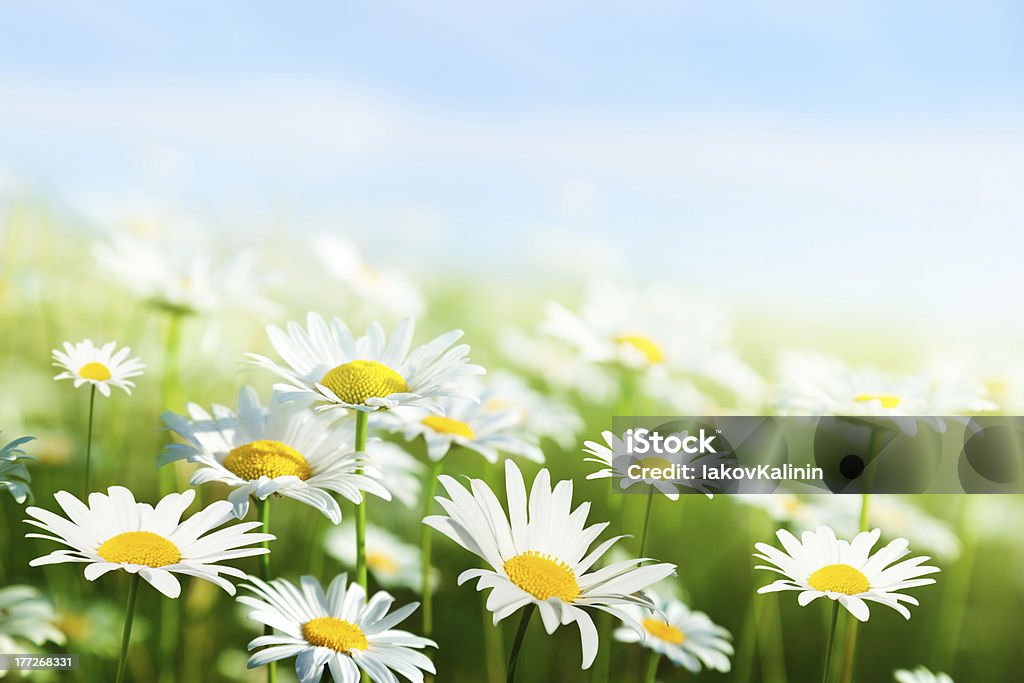 field of daisy flowers Agricultural Field Stock Photo