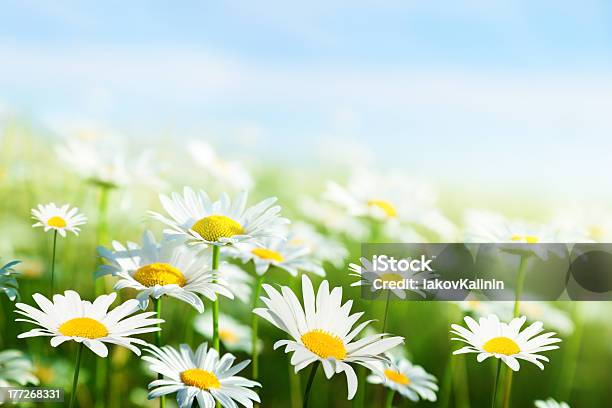 Field Of Daisy Flowers Stock Photo - Download Image Now - Agricultural Field, Beauty In Nature, Blossom