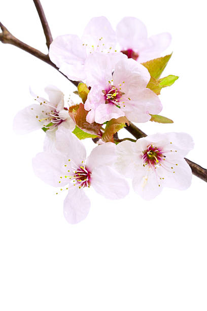istock Pink cherry blossom (sakura flowers), isolated on white 177268390