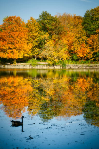 vista del paesaggio autunnale riflessa nell'acqua con i colori rosso, arancione, giallo e verde nell'acqua increspata con un'oca canadese nel foregound - sillhoutte foto e immagini stock