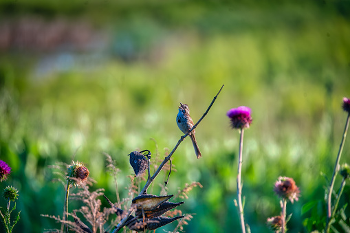 Song Sparrow bird perched on a wildflower branch in the sunshine on a summer day