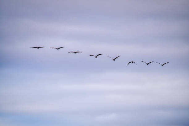 istock Sandhill Cranes Fly Across a Cloudy Stormy Sky  1772684298
