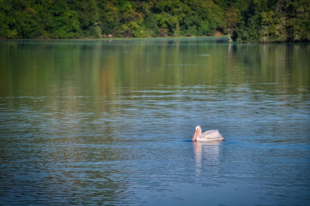White Pelican Fishing on a Blue Lake on a Fall Day
