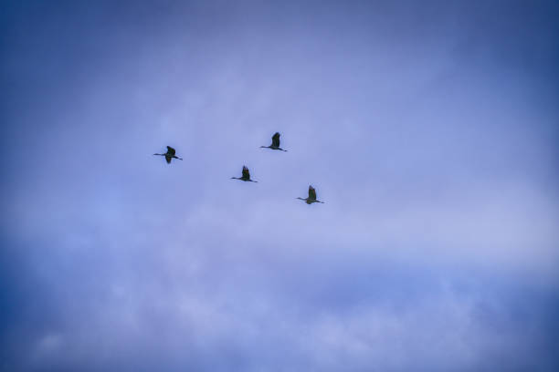 istock Sandhill Cranes Fly Across a Cloudy Stormy Sky 1772684802