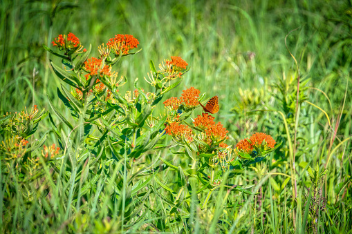 Great spangled fritillary butterfly perched on butterfly milkweed among green foliage on a summer day