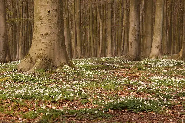 Wind-flowers in the forest-floor