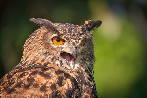 Closeup Portrait of an Eurasian Eagle-Owl with mouth open on a summer day