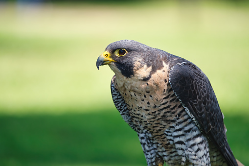 Potrait of a Peregrine Falcon Raptor Bird on a Summer Day